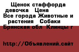 Щенок стаффорда девочка › Цена ­ 20 000 - Все города Животные и растения » Собаки   . Брянская обл.,Клинцы г.